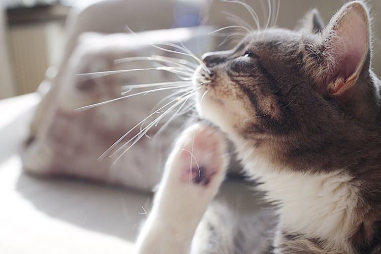 Kedi Pire Damlası Nereden Alınır? 