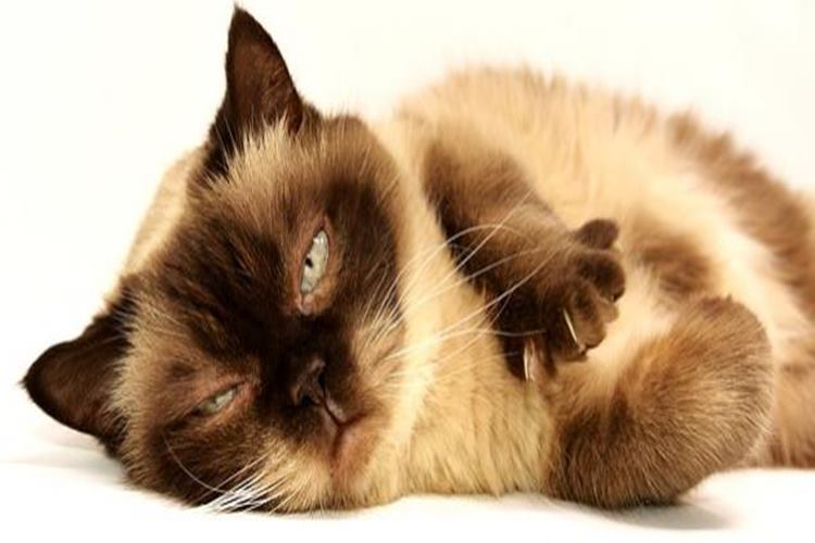 Kedi Pire Damlası Nereye Damlatılır?