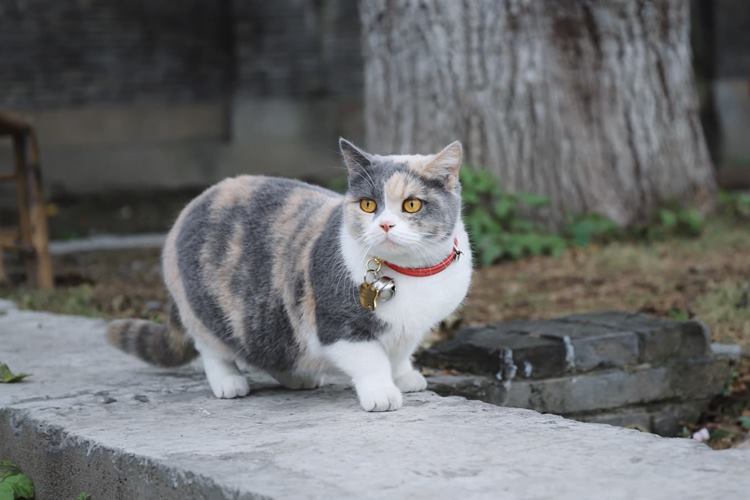 Kedi Pire Tasması Kaç Aylıkken Takılır?