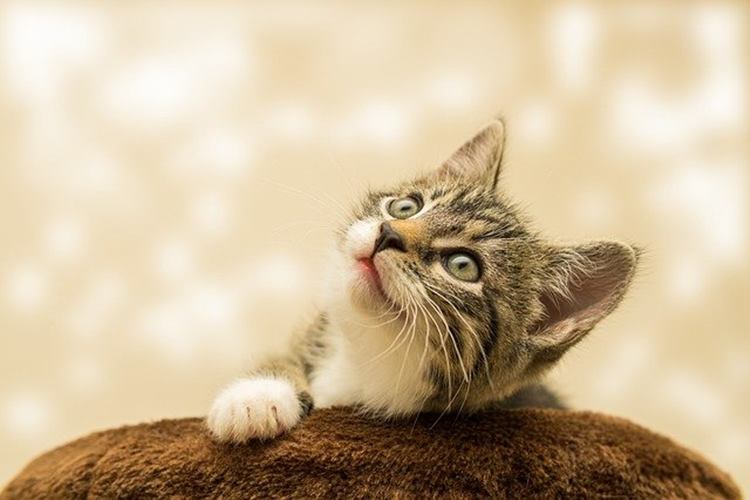 Kedi Pire Tasması Pireleri Öldürür Mü?
