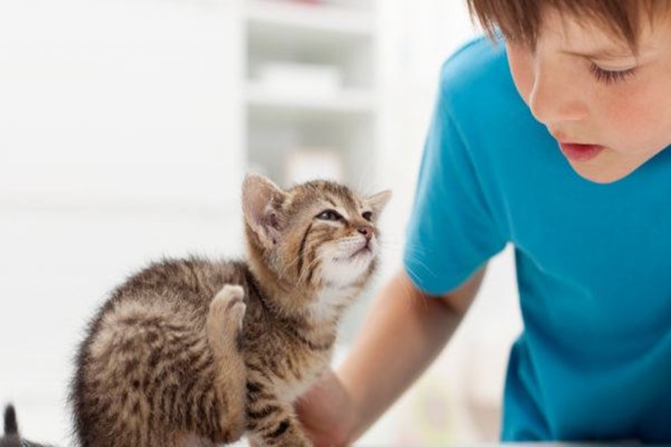 Kedi Pirelenmesi Nasıl Anlaşılır?