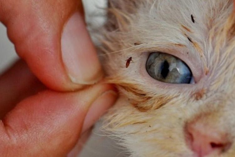 Kedi Piresi İnsana Bulaşır Mı?