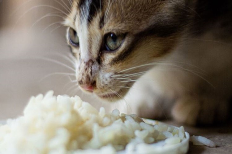 Kedi Pirinç Yer Mi?