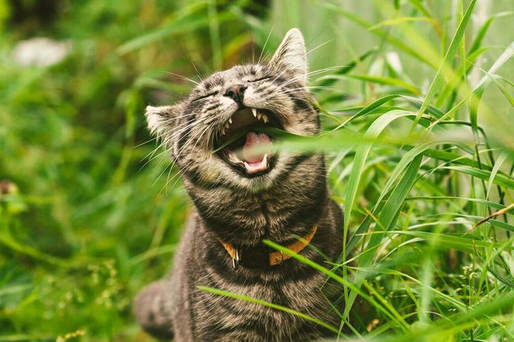 Kedi Roka Yer Mi?
