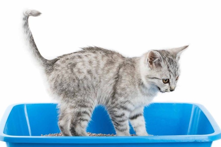 Kedi Sabun Yerse Ne Olur?