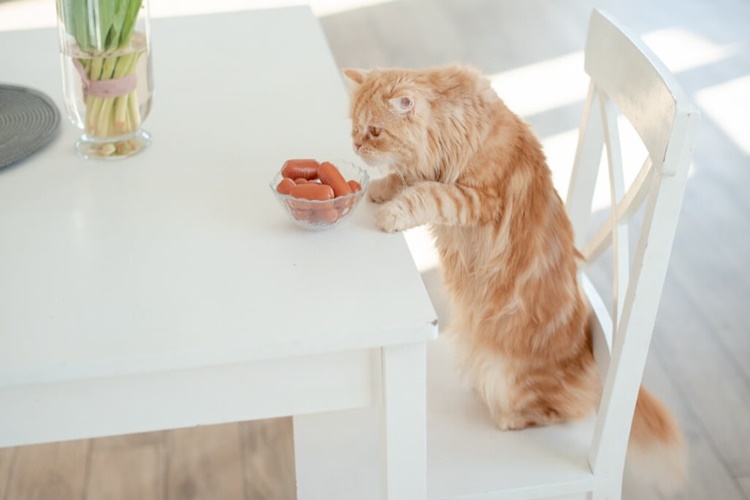Kedi Salam Yer Mi?