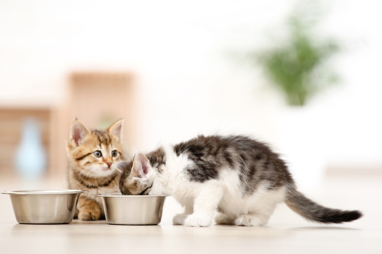 Kedi Salyangoz Yerse Ne Olur?