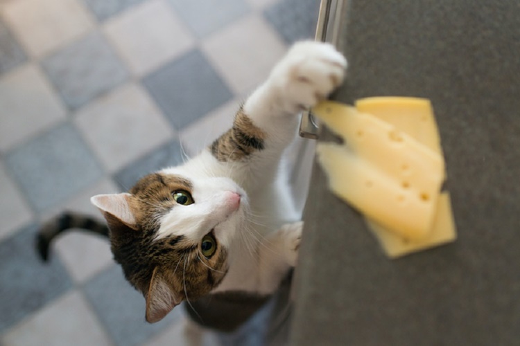 Kedi Sarımsak Yerse Ne Olur?