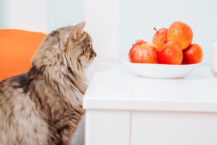 Kedi Şeftali Yer Mi?