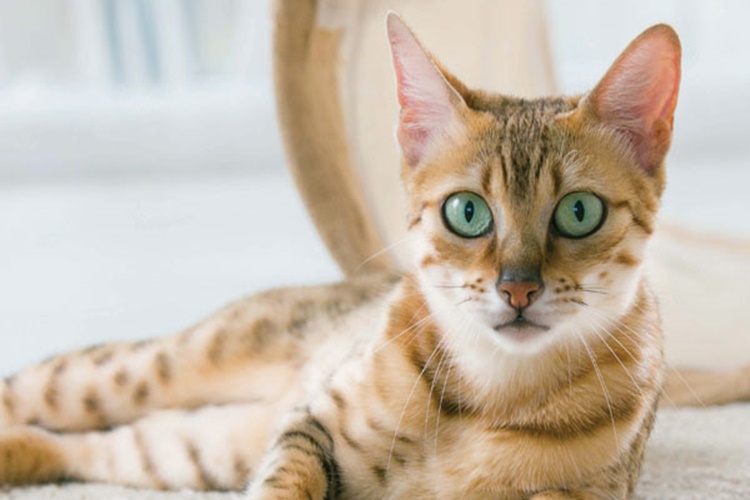Kedi Şeker Yerse Ne Olur?