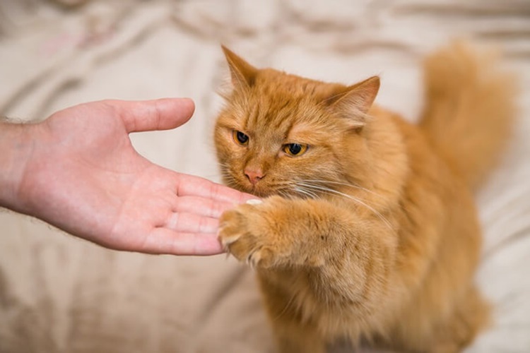 Kedi Sigara Yerse Ne Olur?