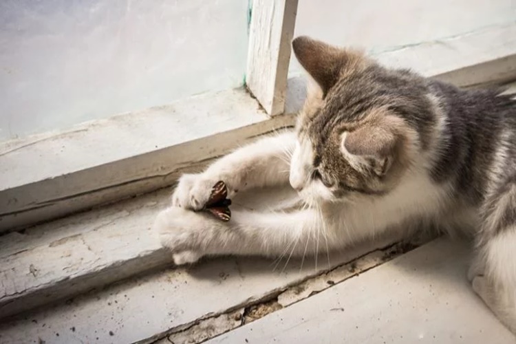 Kedi Sinek Yerse Ne Olur?