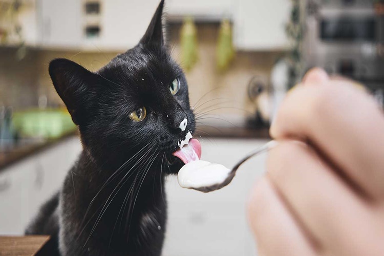 Kedi Sıvı Yağ Yerse Ne Olur?