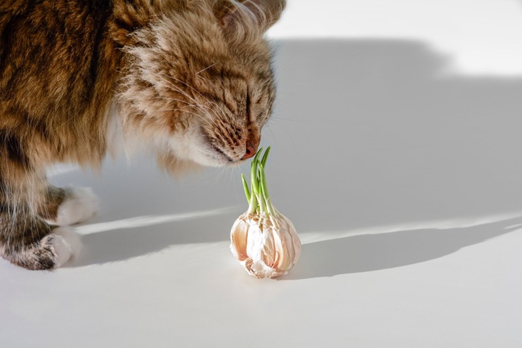 Kedi Soğan Yerse Ne Olur?