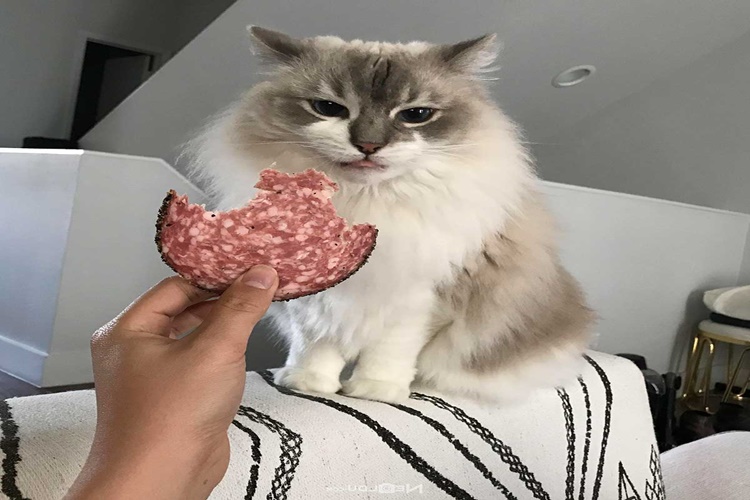 Kedi Sucuk Yer Mi?
