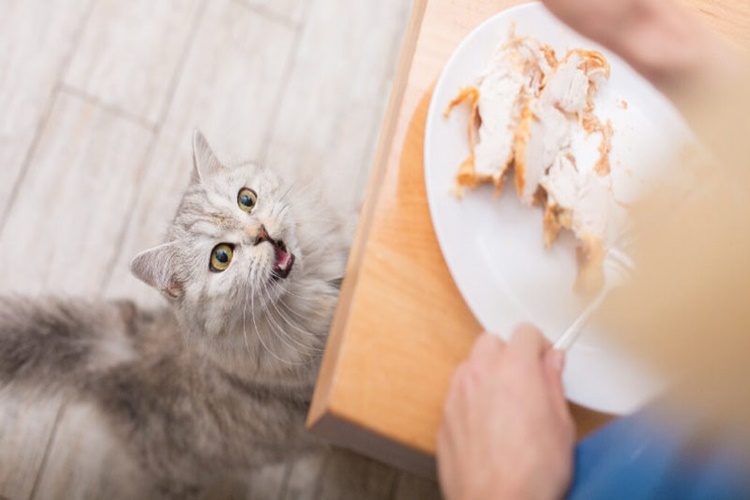 Kedi Tavuk Göğsü Yer Mi?