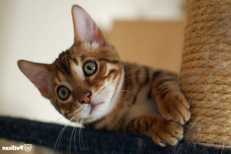 Kedi Tırmalama Eğitimi Nasıl Verilir?