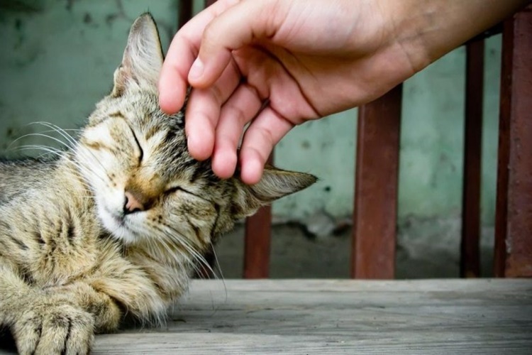 Kedi Tırmalama Evi Yapımı Nasıl Yapılır?