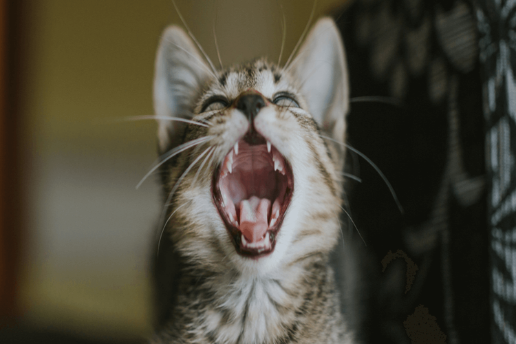 Kedi Tırmalamasına Hangi Krem İyi Gelir?