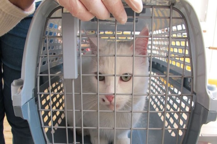 Kedi Tırmığı Hastalığı Etkeni Nedir?
