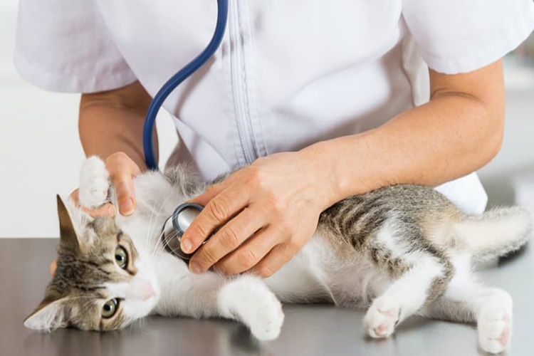 Kedi Tırmığı Hastalığı Hangi Antibiyotikle Geçer?