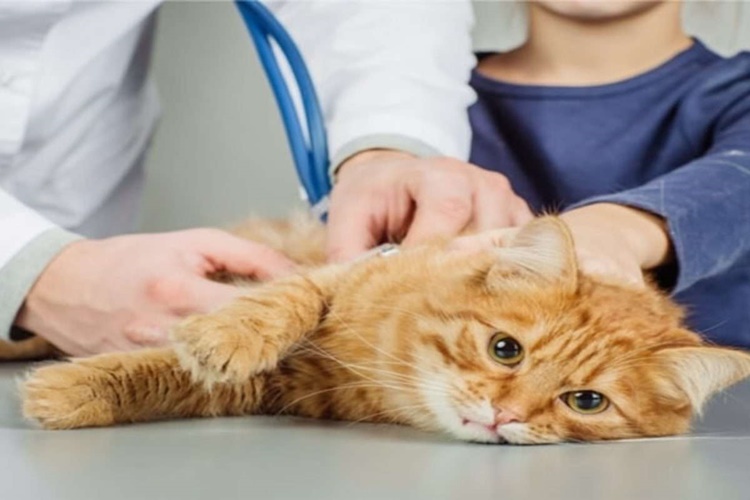 Kedi Tırmığı Hastalığı Hangi Bölüm Bakar?