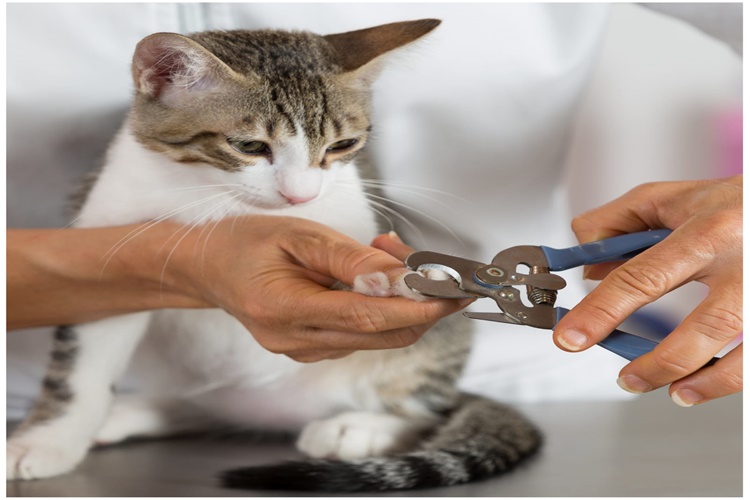 Kedi Tırnağı Nasıl Kesilir?