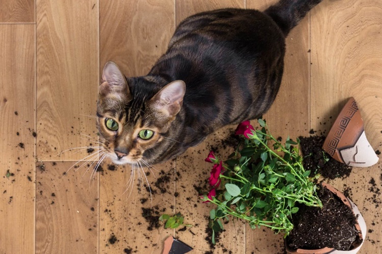 Kedi Toprak Yerse Ne Olur?