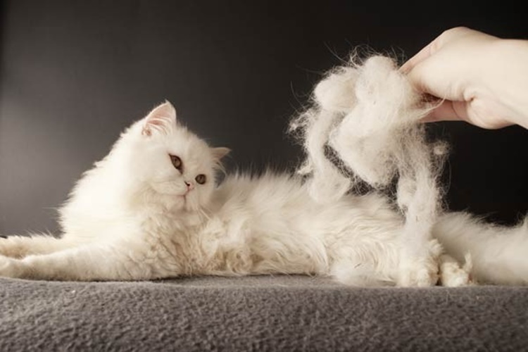Kedi Traş Olursa Tüy Döker Mi?
