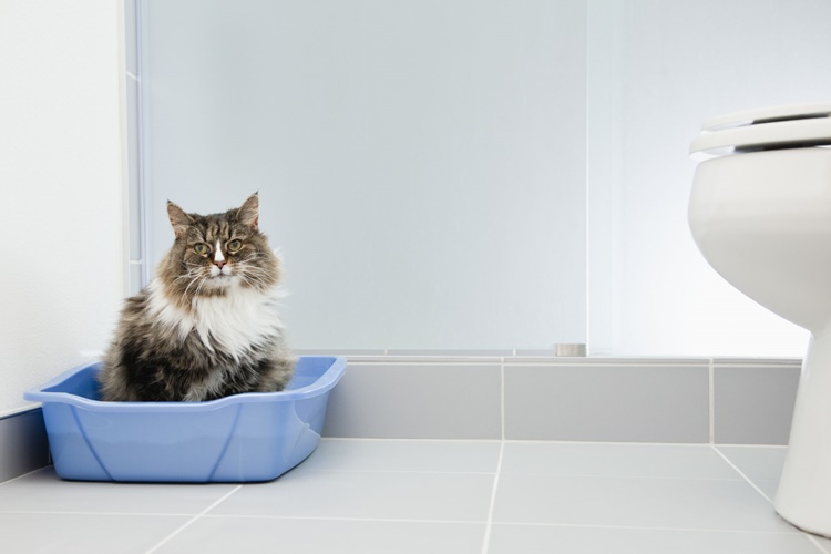 Kedi Tuvalet Eğitim Seti Nasıl Kullanılır?