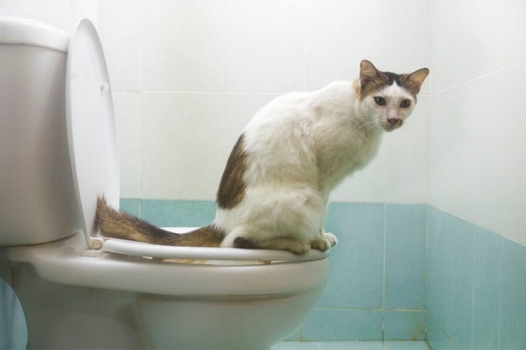 Kedi Tuvalet Eğitimi Ne Kadar Sürer?