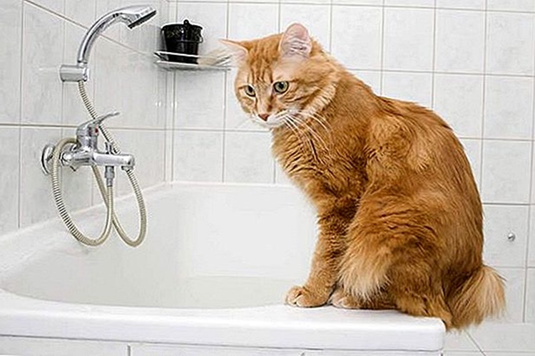 Kedi Tuvalet Eğitimi Seti Nereden Alınabilir?