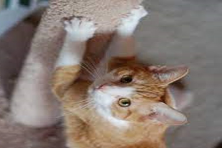 Kedi Tuvalet Eğitimi Spreyi Nedir?