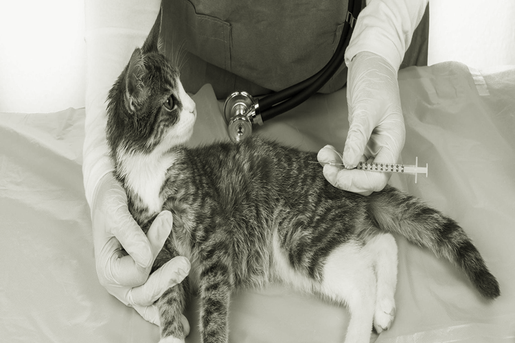 Kedi Tüy Dökme Aşısı Fiyatı 2023 Ne Kadar?