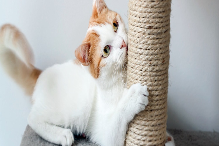 Kedi Uçağa Alınır Mı?