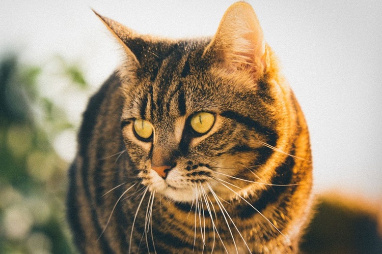 Kedi Uçağa Binebilir Mi?