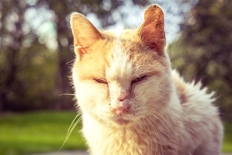 Kedi Uyuzu İnsana Bulaşır Mı?