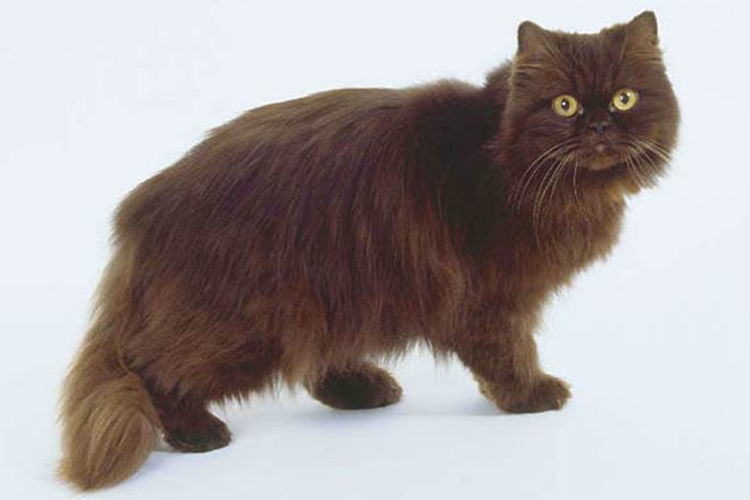 Kedi Ve Köpekler Çikolata Yerse Ne Olur?