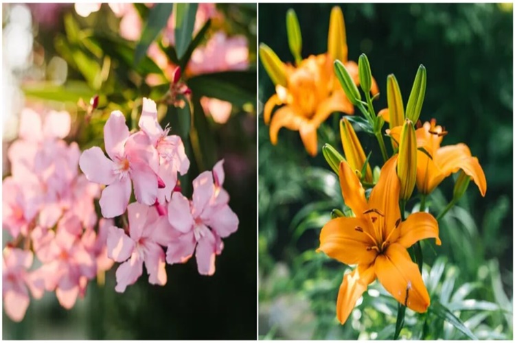 Kedi ve Köpekleri Zehirleyen Bitki Çeşitleri Nelerdir?