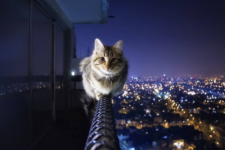 Kedi Yağ Yerse Ne Olur?