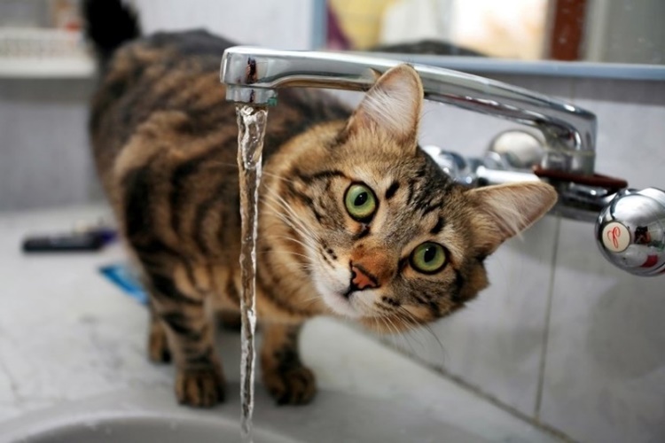 Kedi Yıkanınca Tüy Döker Mi?