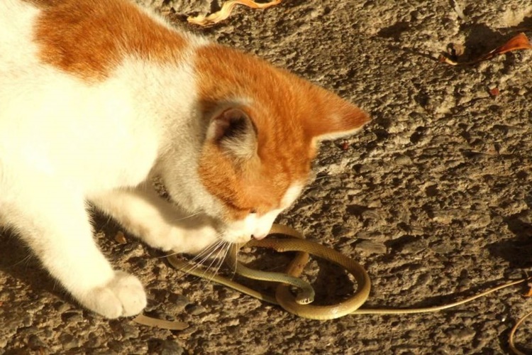Kedi Yılan Yerse Ne Olur?