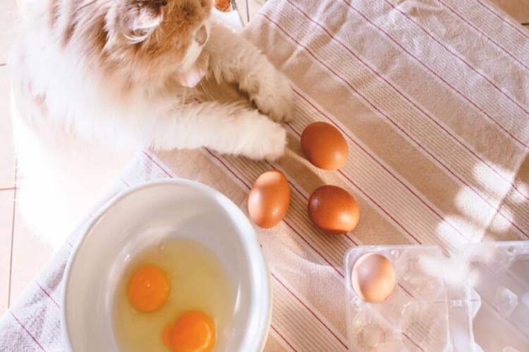 Kedi Yumurta Sarısı Yer Mi?