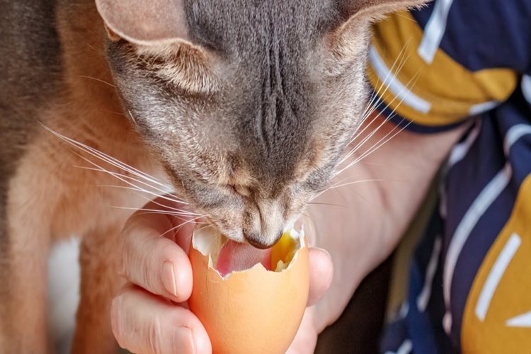 Kedi Yumurta Yerse Ne Olur?
