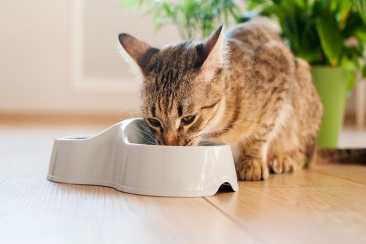 Kedi Zeytin Çekirdeği Yer Mi?