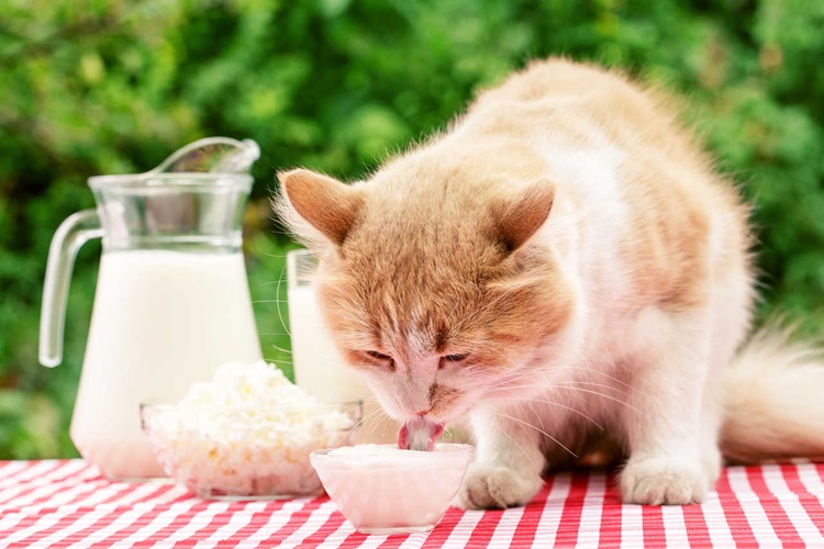 Kedi Zeytinyağı Yerse Ne Olur?