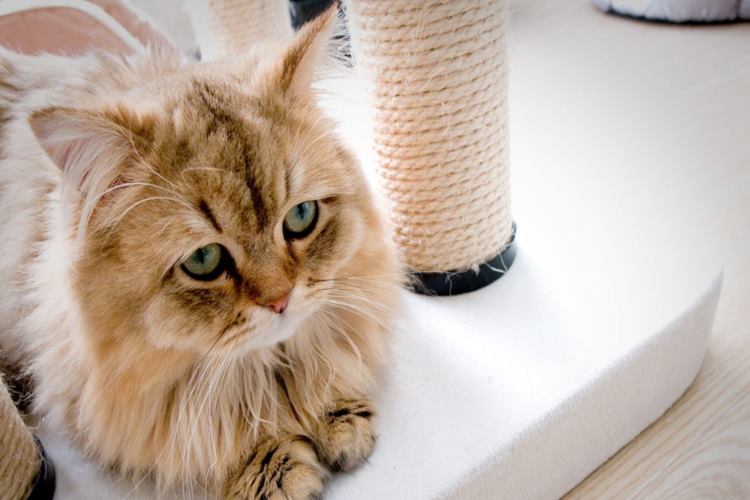 Kediler Depresyona Girince Ne Yapar?