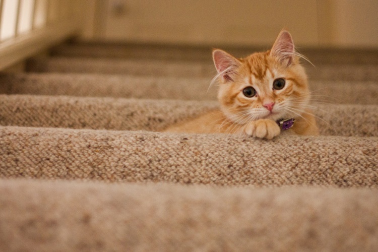 Kediler Evde Yalnız Kalabilir Mi?