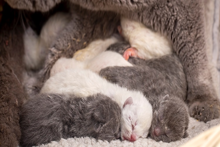 Kediler İlk Doğumda Kaç Yavru Doğurur?