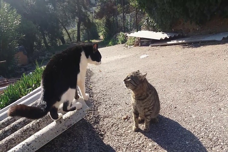 Kediler Kavga Ederken Neden Bağırırlar?